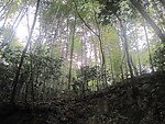 树林