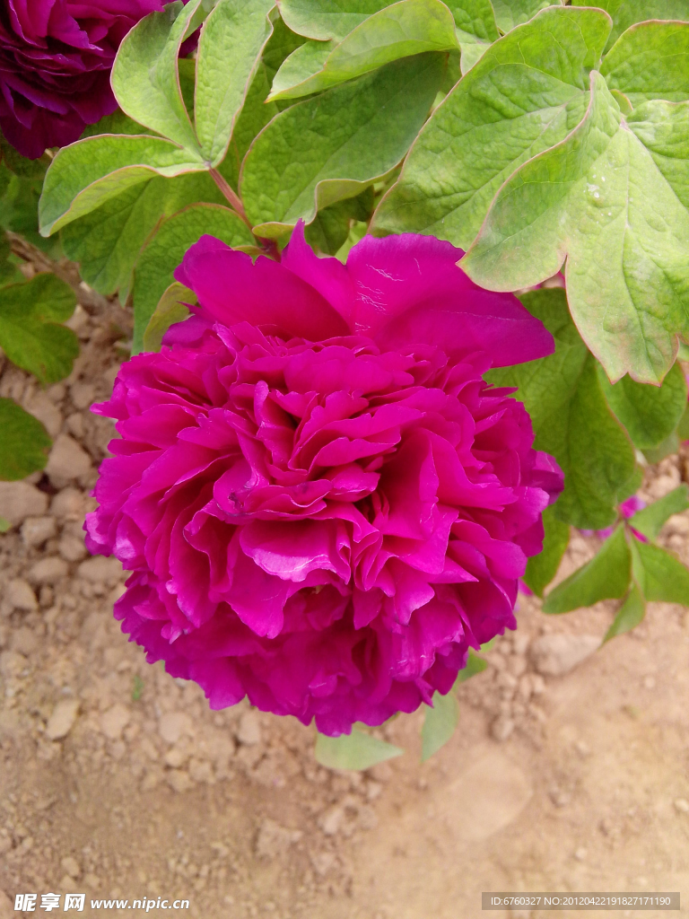 牡丹花