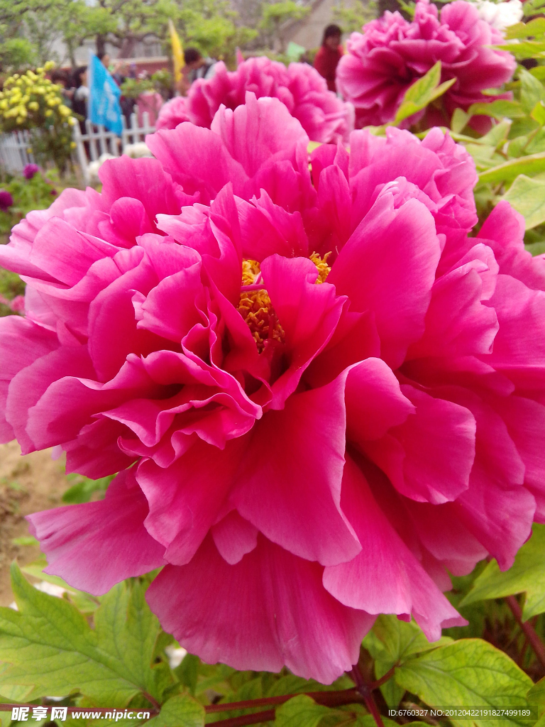 牡丹花