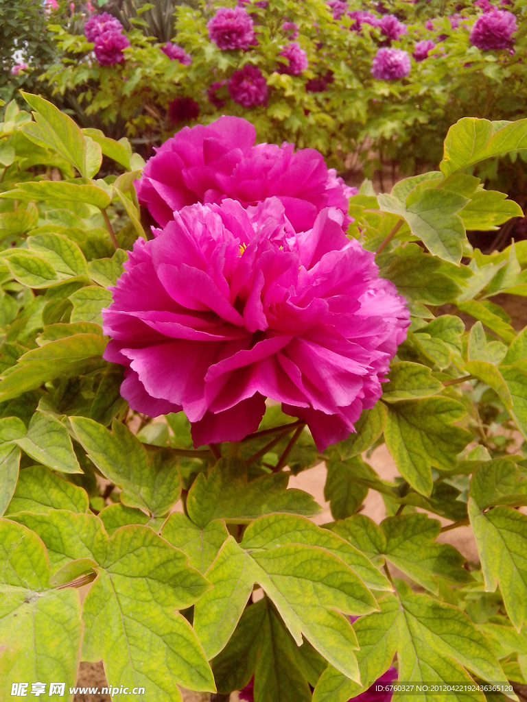牡丹花