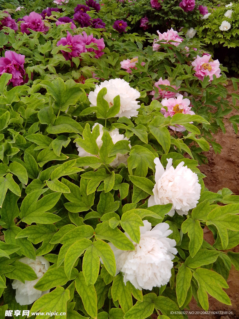 牡丹花