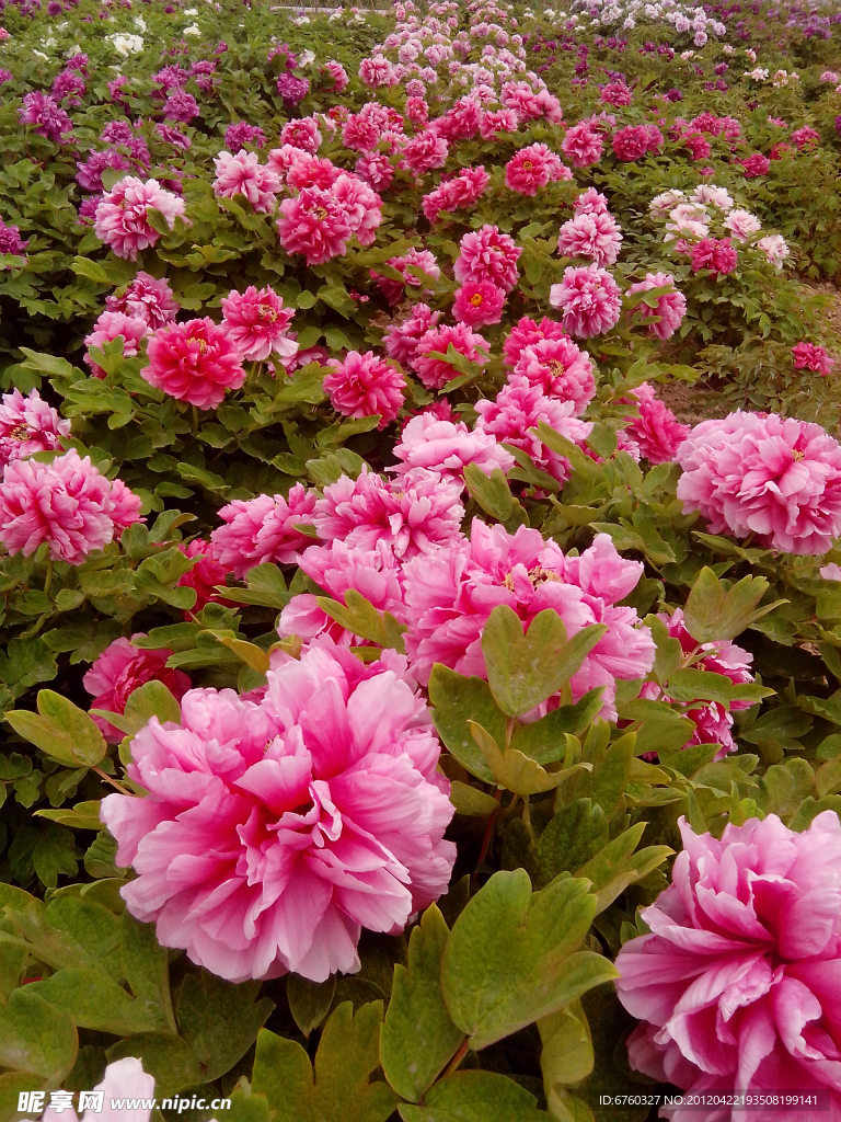 牡丹花