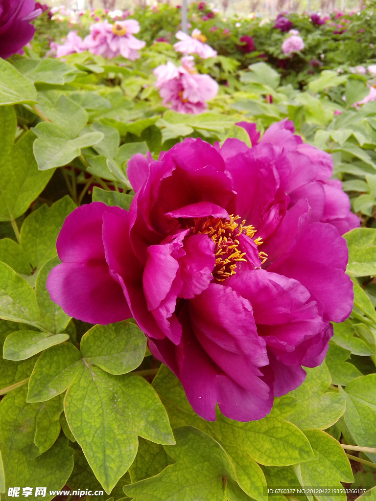 牡丹花