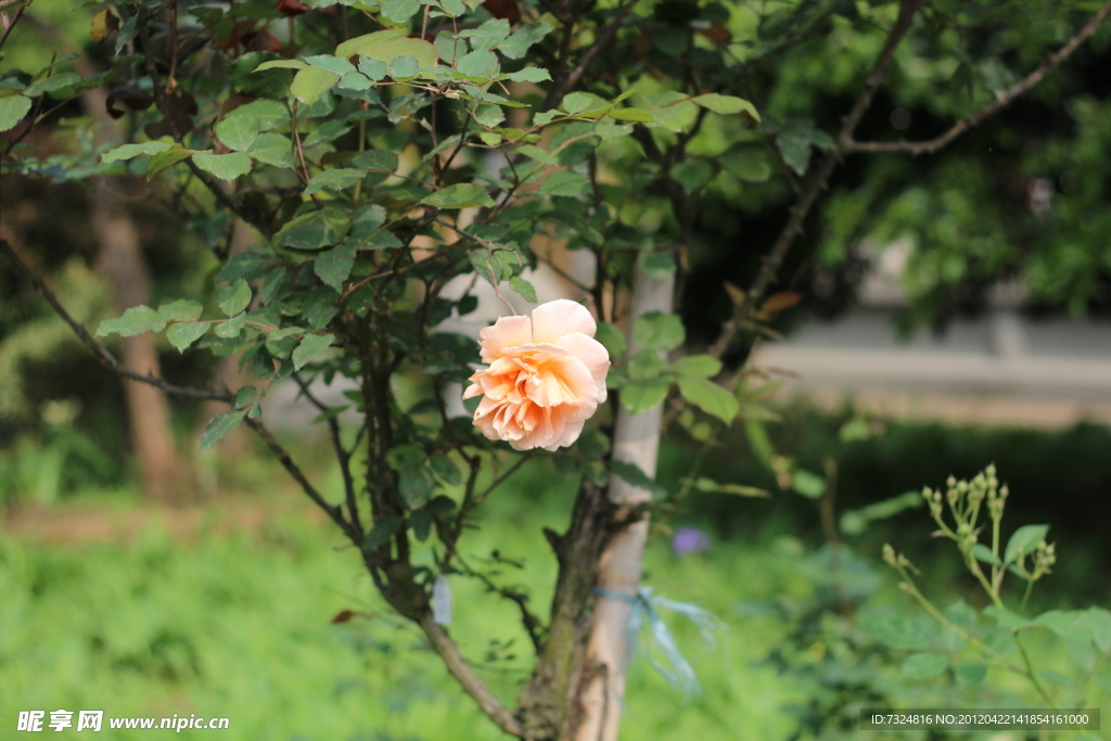 月季花 绿叶