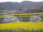 乡村的油菜花