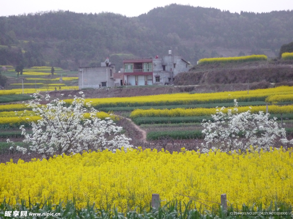 乡村的油菜花