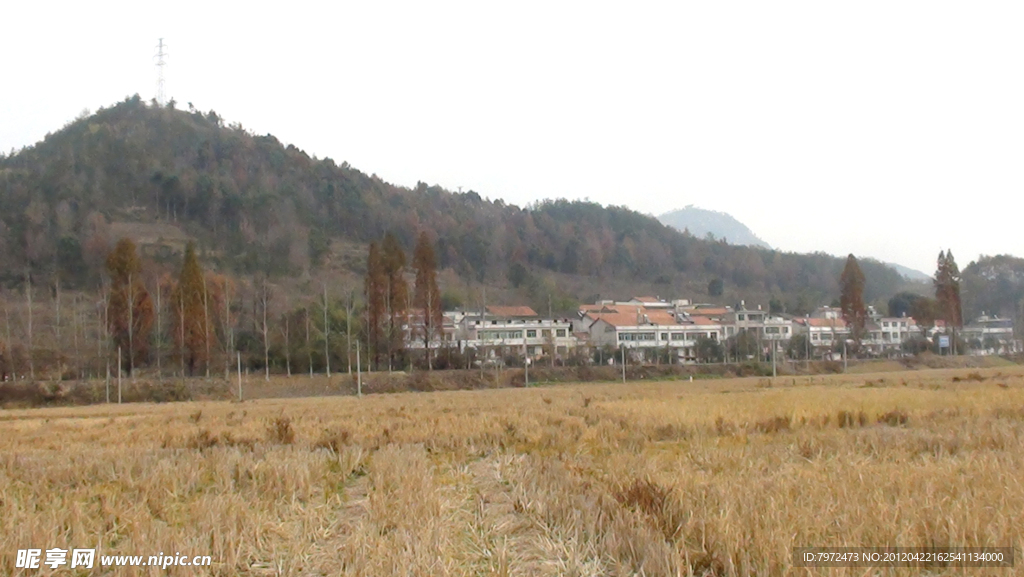 冬天 田野