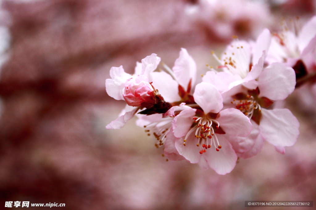桃花
