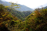 云露的山树