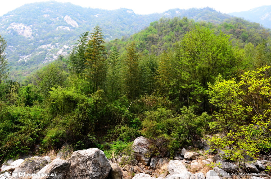 云露的山树
