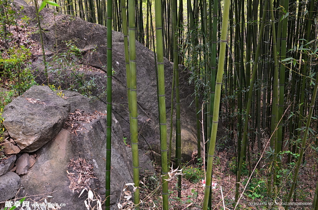 云露的竹林
