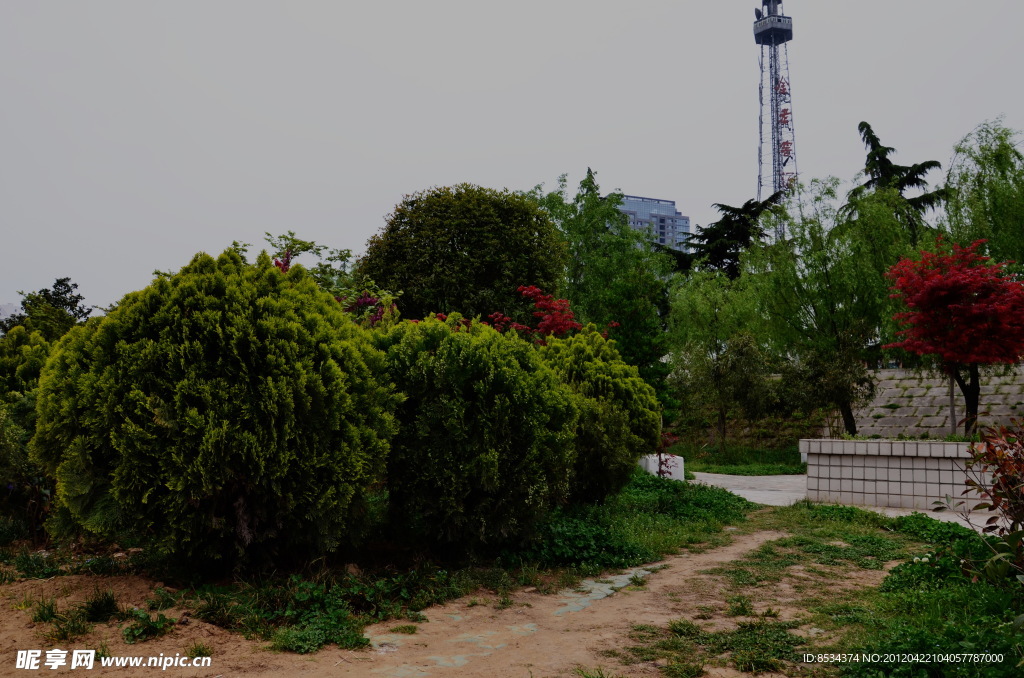 柳堤的绿地