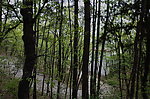 杏花山盘山路
