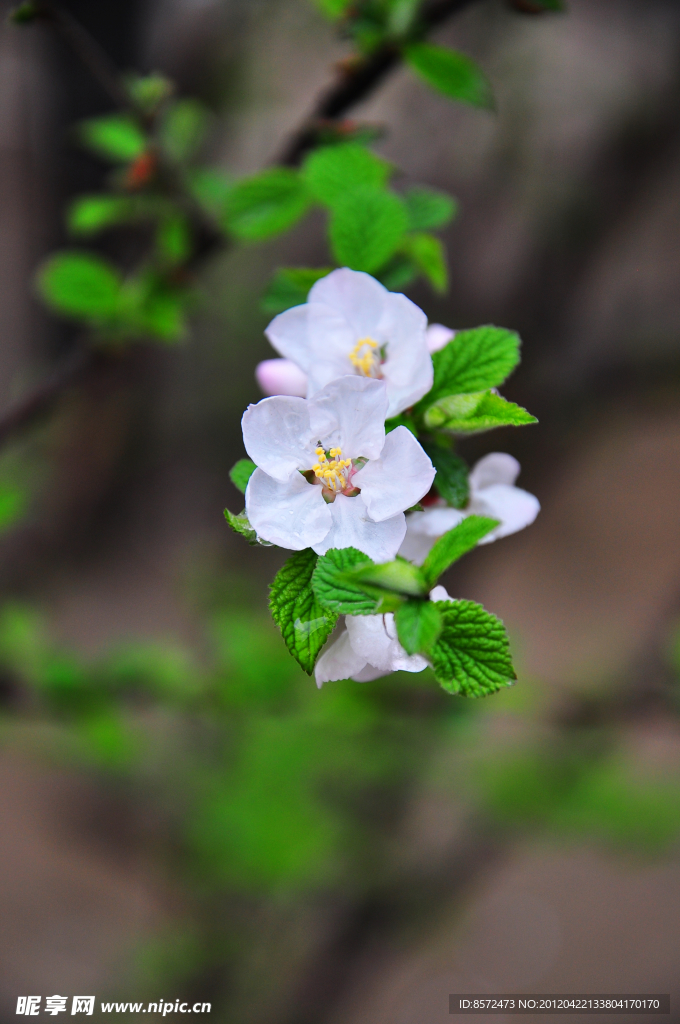 樱桃花