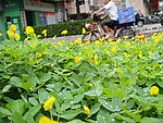 小黄花
