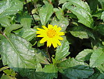 小菊花