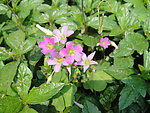 小花朵