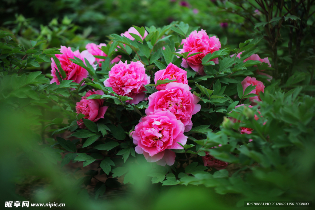 群芳