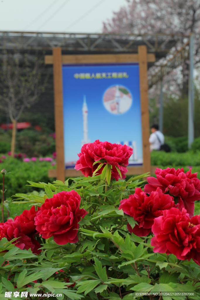 国花 国威