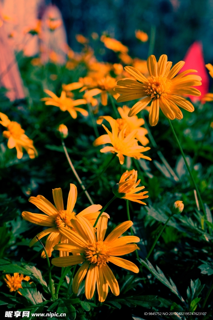 小菊花