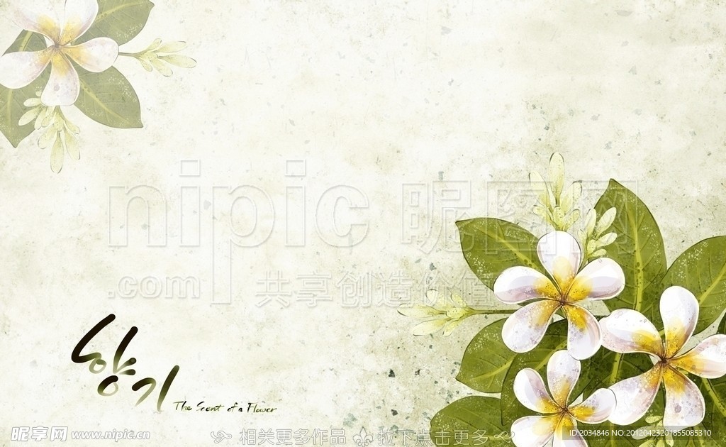 鸡蛋花