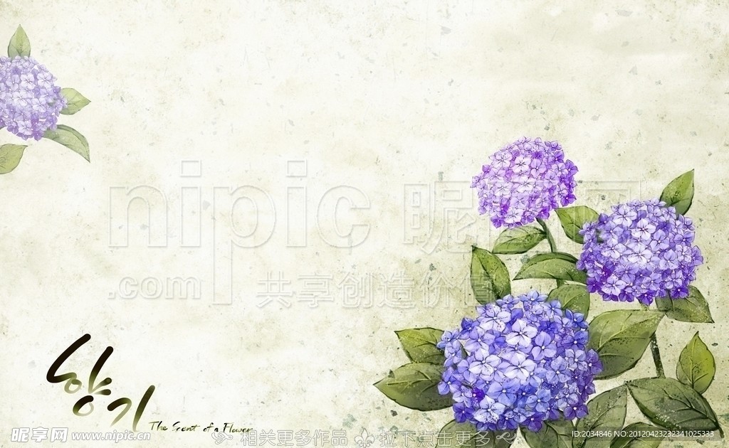 绣球花