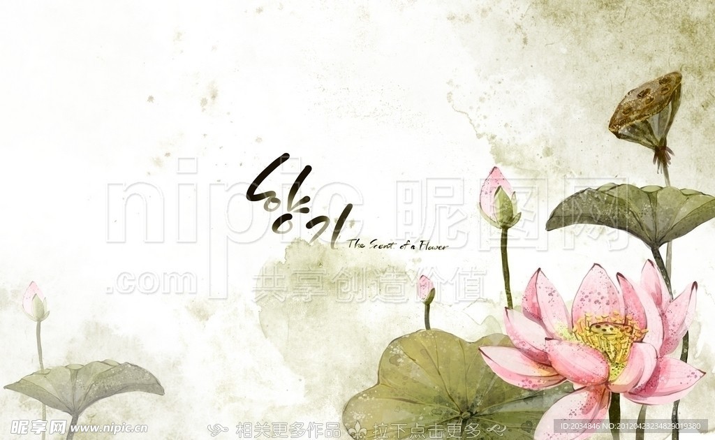 手绘荷花插画