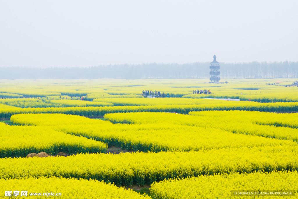 兴化千岛油菜花田