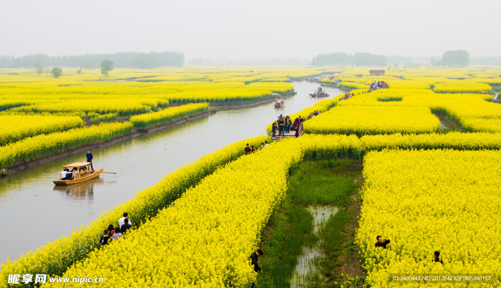 兴化千岛油菜花田