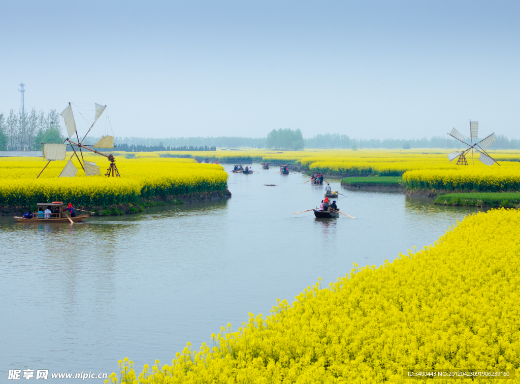 兴化千岛油菜花田