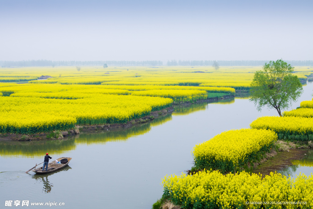 兴化千岛油菜花田