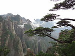 黄山迎客松
