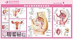 男女性生殖系统图