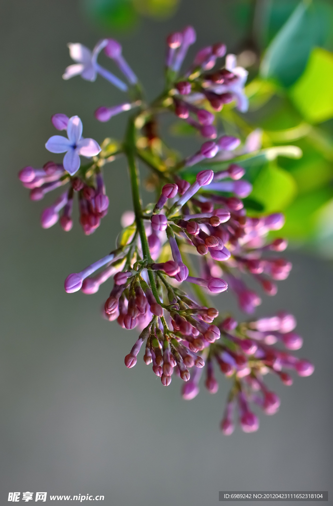 丁香花