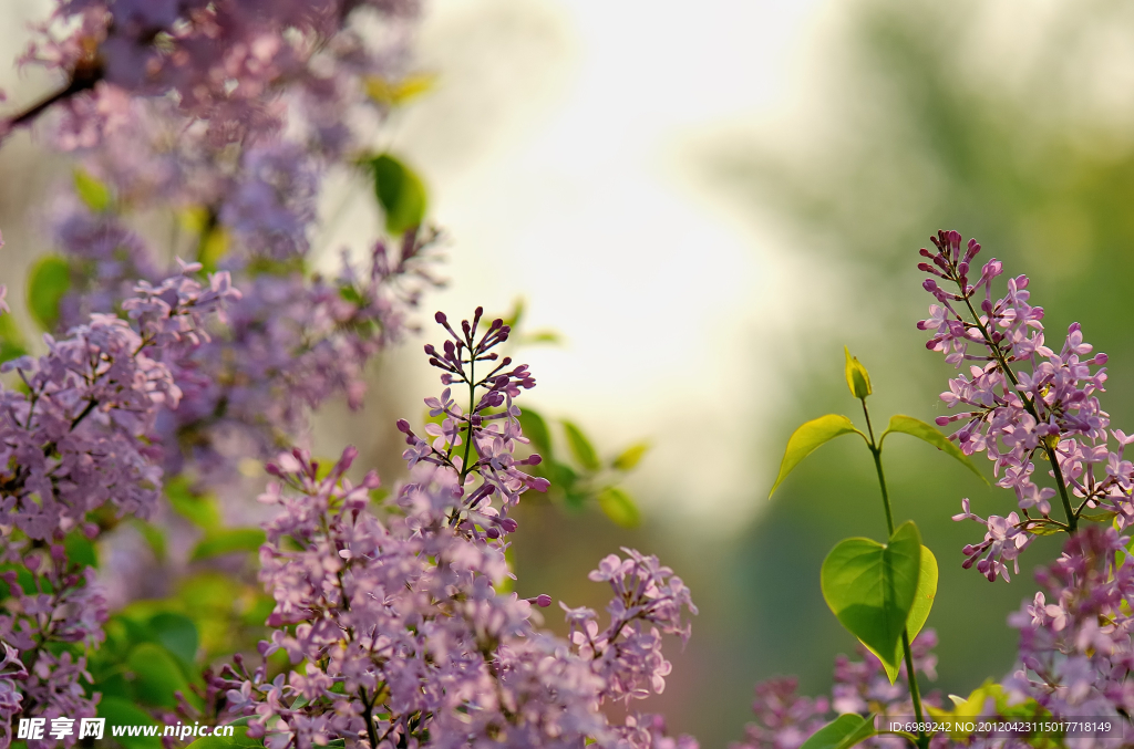 丁香花