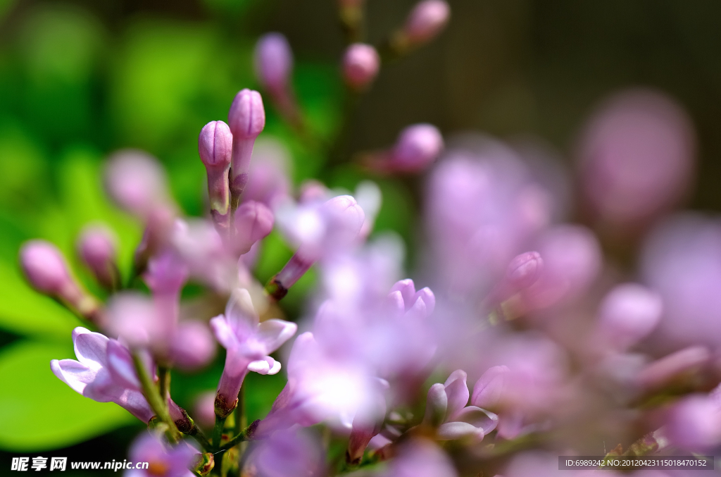 丁香花