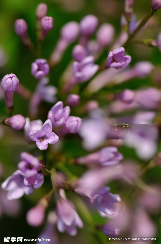 丁香花