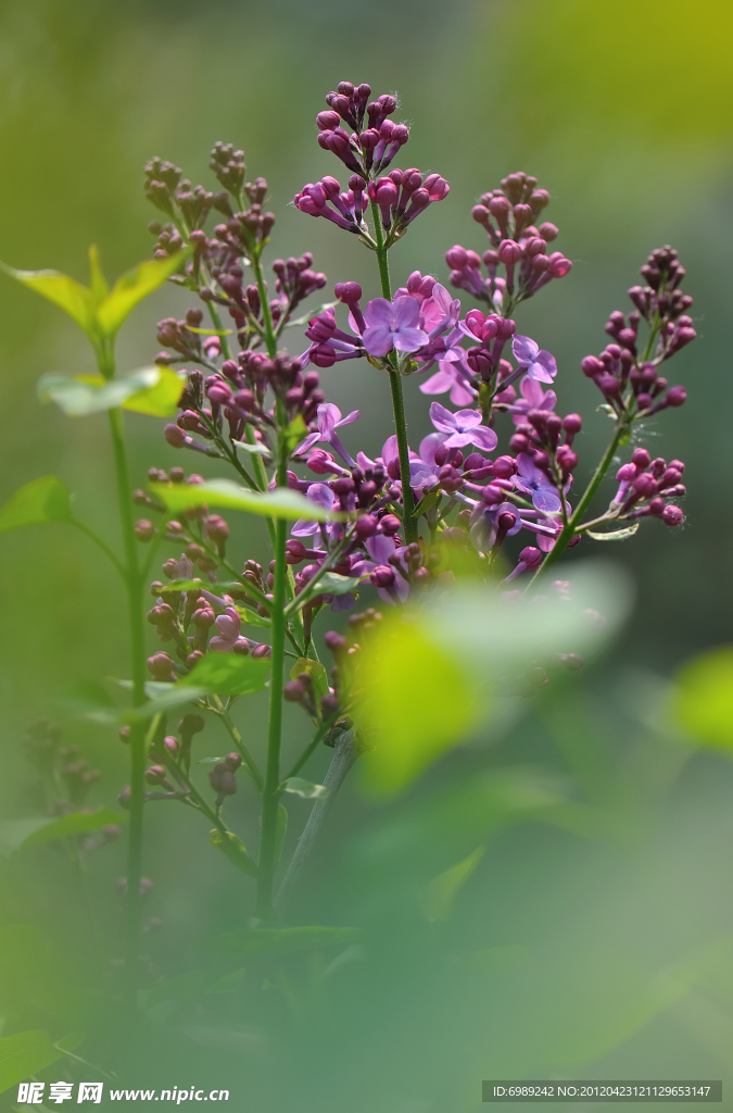 丁香花