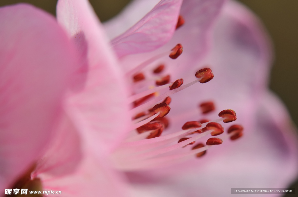山桃花 花蕊