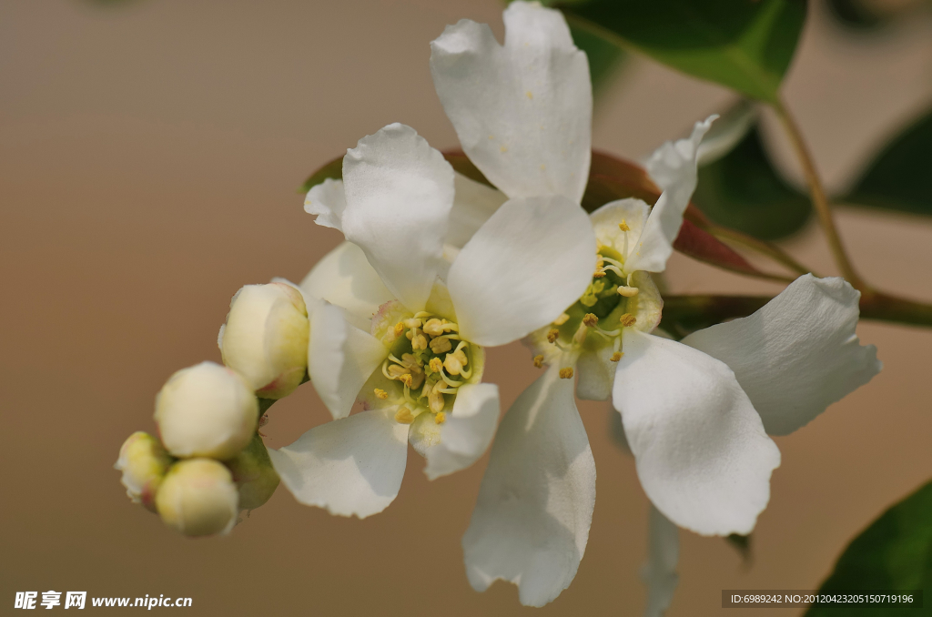 白绢梅 茧子花