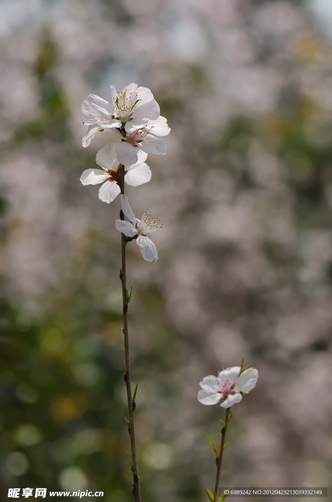 桃花 山桃花