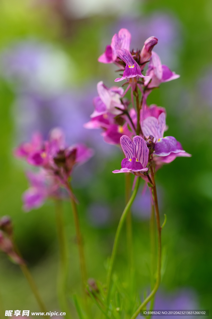草花 野花