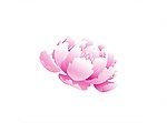牡丹花
