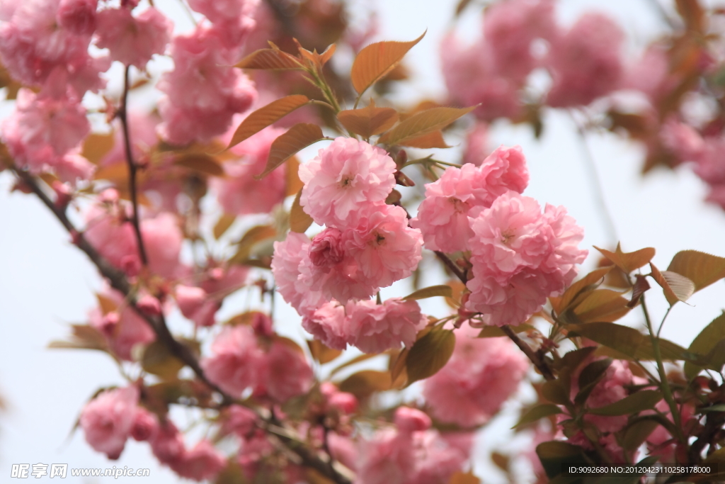 樱花
