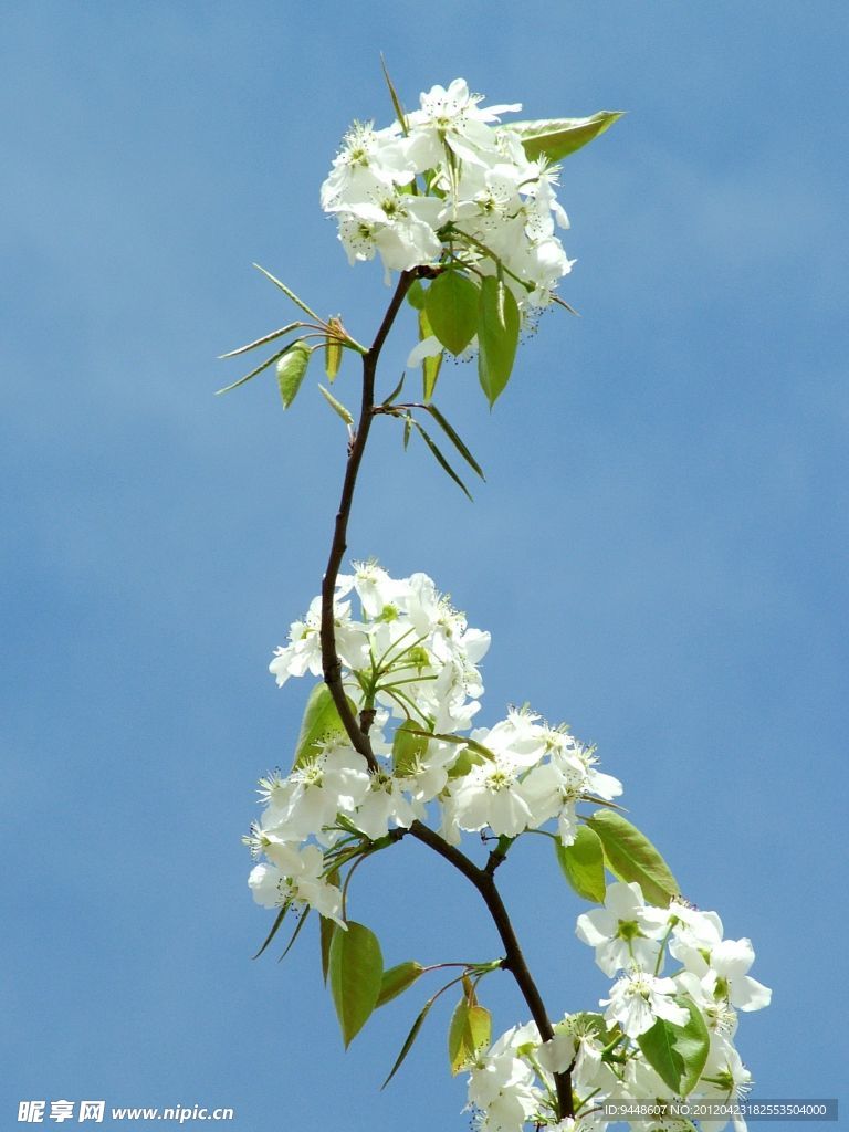梨花