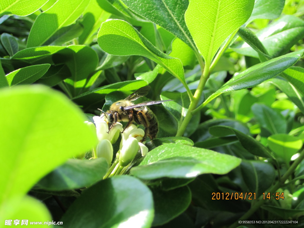 采蜜的马蜂