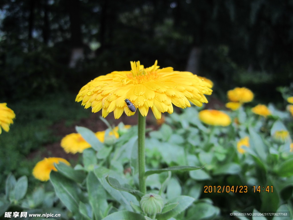 雨后菊花