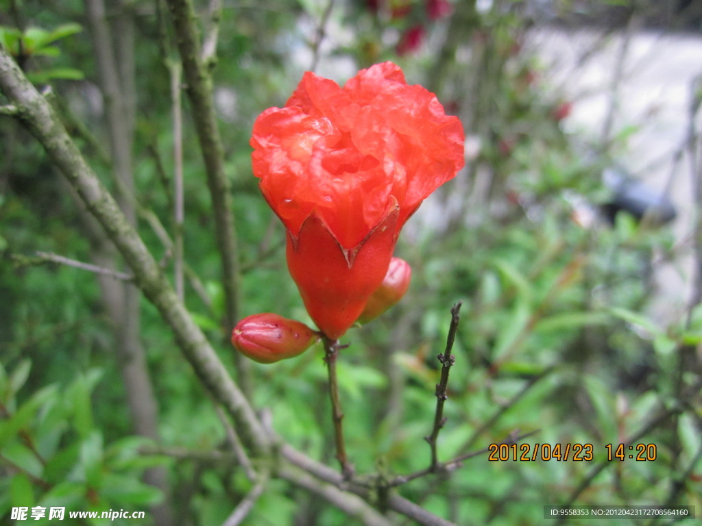 雨后海棠花