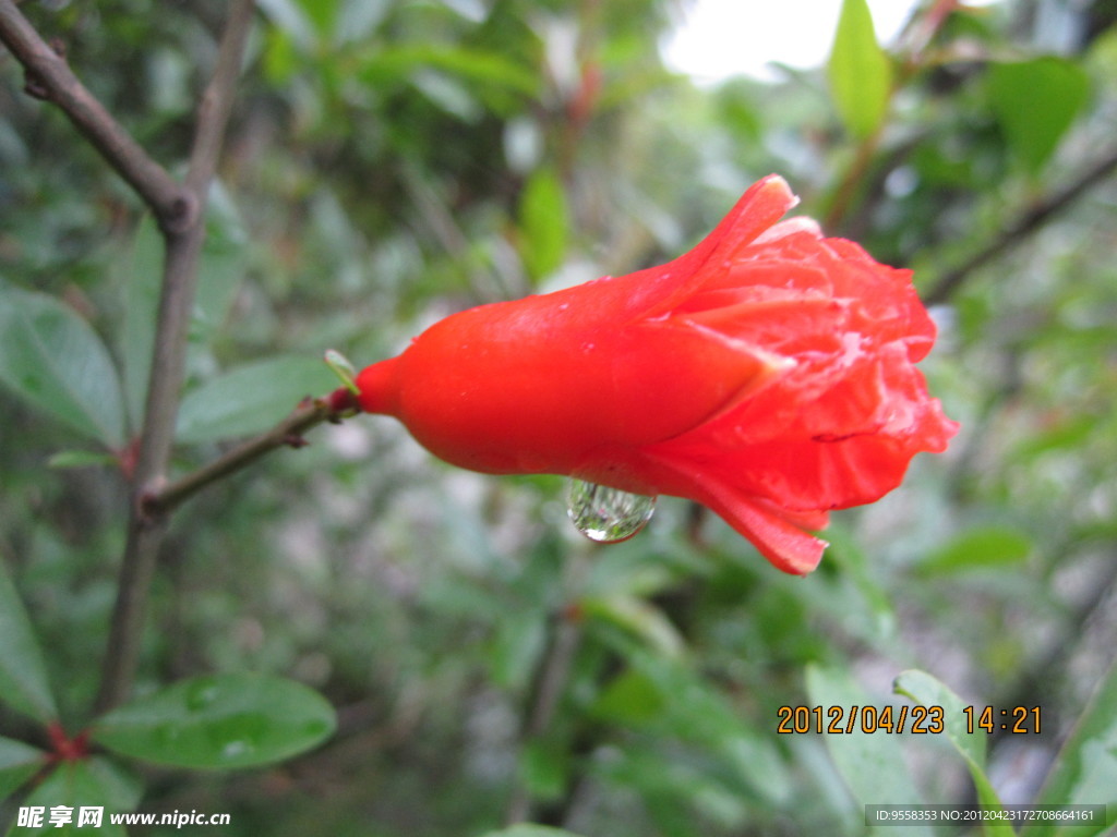 雨后海棠花