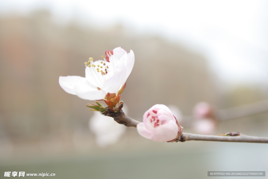 桃花